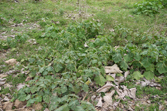 Solanum viarum